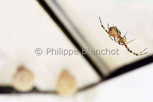 Araneidae_5429.JPG - France, Morbihan (56), Araneae, Araneidae, Argiope frelon ou Epeire fasciée (Argiope bruennichi), femelle protégeant ses deux cocons, Wasp spider, female protecting its two cocoons