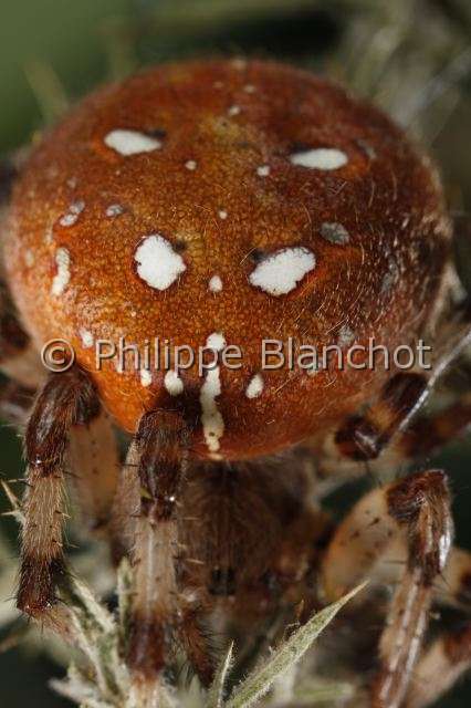 Araneidae_66.JPG - France, Araneae, Araneidae, Araignée, Epeire carrée ou Epeire à quatre points (Araneus quadratus), gros plan de l'abdomen, portrait, Four-spot orb-weaver
