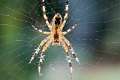 Araneidae_0037