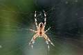 Araneidae_0093