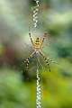 Araneidae_0101