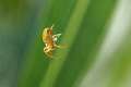 Araneidae_0559
