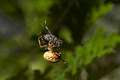 Araneidae_1573