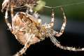 Araneidae_3058