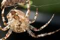 Araneidae_3059