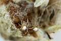 Araneidae_3075