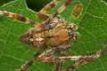 Araneidae_4457