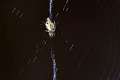 Araneidae_4470