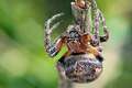 Araneidae_4522