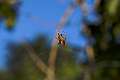 Araneidae_4560