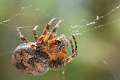 Araneidae_4571