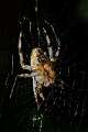 Araneidae_4578