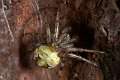 Araneidae_4883