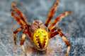 Araneidae_5160