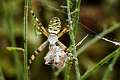 Araneidae_5227