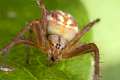 Araneidae_5397