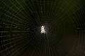 Araneidae_5891