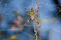 Araneidae_5931