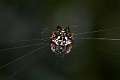 Araneidae_7100