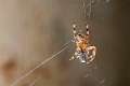 Araneidae_8399