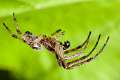 Araneidae_8568
