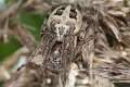 Araneidae_9909