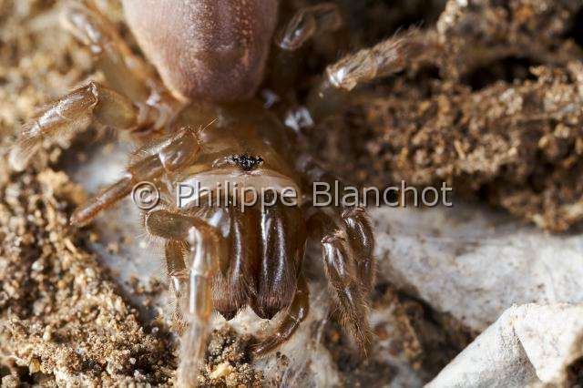 Atypidae_4272.JPG - France, Araneae, Mygalomorphae, Atypidae, Mygale à chaussette (Atypus affinis), Purseweb Spider, in "Portraits d'araignées" de Christine Rollard et Philippe Blanchot, ed. Quae