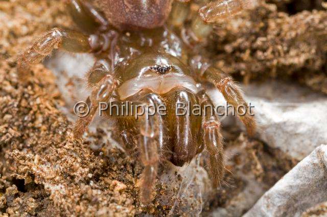 Atypidae_4310.JPG - France, Araneae, Mygalomorphae, Atypidae, Mygale à chaussette (Atypus affinis), Purse-Web Spider