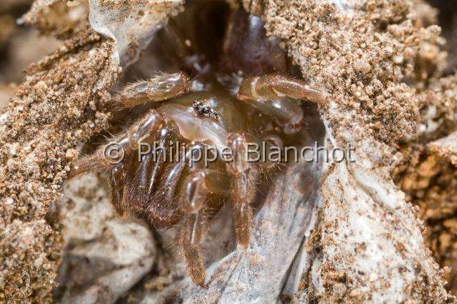 Atypidae_4318.JPG - France, Araneae, Mygalomorphae, Atypidae, Mygale à chaussette (Atypus affinis), Purse-Web Spider