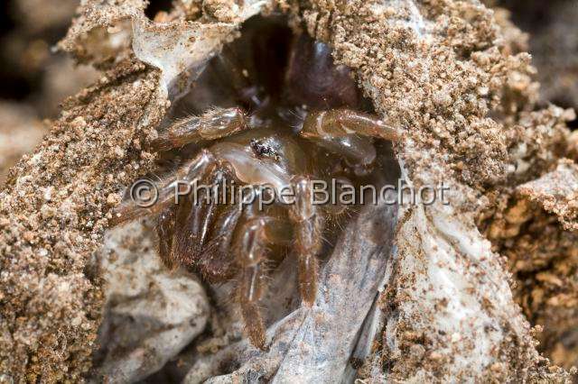 Atypidae_4320.JPG - France, Araneae, Mygalomorphae, Atypidae, Mygale à chaussette (Atypus affinis), Purse-Web Spider