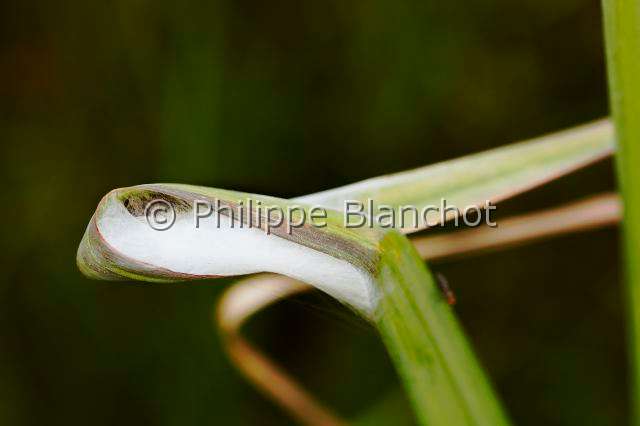 Clubionidae_3395.JPG - France, Araneae, Clubionidae, Araignée, Clubionide (Clubiona sp), cocon dans une feuille repliée, Sac-spider, in "Portraits d'araignées" de Christine Rollard et Philippe Blanchot, ed. Quae