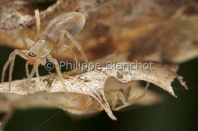 Clubionidae_3852.JPG - France, Araneae, Clubionidae, Araignée, Clubionide (Clubiona sp), deux jeunes, Sac-spider, in "Portraits d'araignées" de Christine Rollard et Philippe Blanchot, ed. Quae