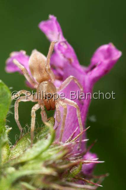 Clubionidae_4310.JPG - France, Araneae, Clubionidae, Araignée, Clubionide (Clubiona sp), Sac-spider, in "Portraits d'araignées" de Christine Rollard et Philippe Blanchot, ed. Quae