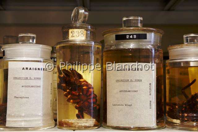 Collection-araignees_4269.JPG - France, Paris (75), Museum national d'Histoire naturelle, Laboratoire d'arachnologie, araignées conservées en alcool, collection de Eugène Louis SIMON (1848-1924), Spiders conserved in alcohol, Eugene Louis SIMON (1848-1924) collection