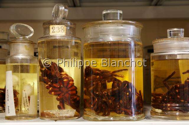 Collection-araignees_4270.JPG - France, Paris (75), Museum national d'Histoire naturelle, Laboratoire d'arachnologie, araignées conservées en alcool, collection de Eugène Louis SIMON (1848-1924), Spiders conserved in alcohol, Eugene Louis SIMON (1848-1924) collection