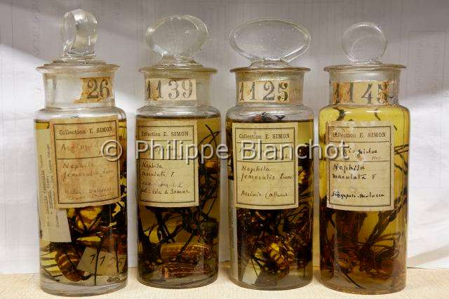 Collection-araignees_4339.JPG - France, Paris (75), Museum national d'Histoire naturelle, Laboratoire d'arachnologie, araignées conservées en alcool, collection de Eugène Louis SIMON (1848-1924), Spiders conserved in alcohol, Eugene Louis SIMON (1848-1924) collection