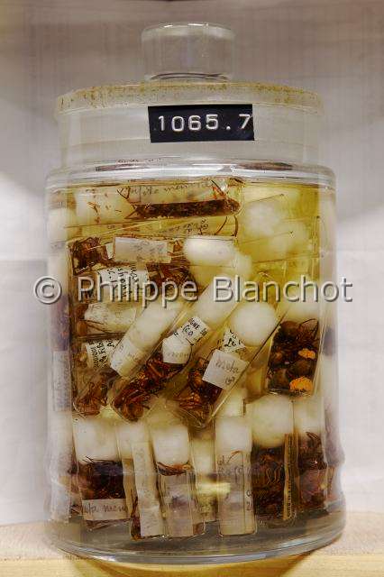 Collection-araignees_4346.JPG - France, Paris (75), Museum national d'Histoire naturelle, Laboratoire d'arachnologie, collections d'araignées conservées en alcool, Spiders collections conserved in alcohol, in "Portraits d'araignées" de Christine Rollard et Philippe Blanchot, ed. Quae