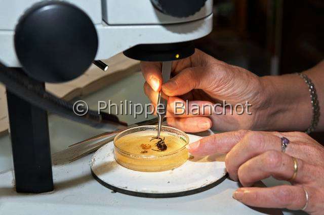 Collection-araignees_4535.JPG - France, Paris (75), Museum national d'Histoire naturelle, Laboratoire d'arachnologie, manipulation d'une araignée sous la loupe binoculaire, in "Portraits d'araignées" de Christine Rollard et Philippe Blanchot, ed. Quae