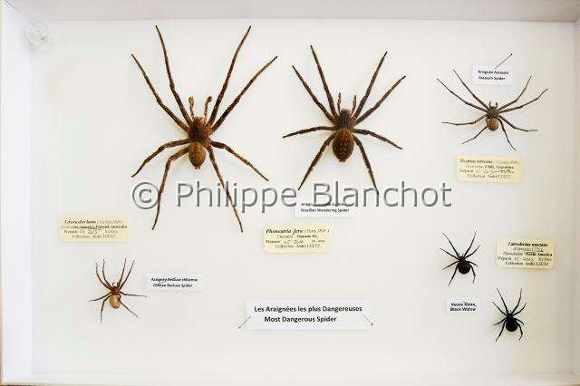 Collection-araignees_9053.JPG - France, Essonne (91), Juvisy-sur-Orge, Bourse internationale d’insectes, boîte de collection contenant quelques araignées potentiellement dangeureuses, préparées par André Leetz, arachnologue (Phoneutria fera, Latrodectus mactans, Sicarius terrosus, Loxosceles laeta)