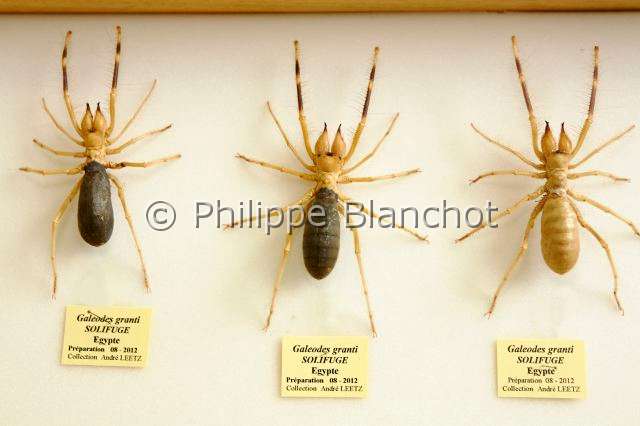 Collection-araignees_9060.JPG - France, Essonne (91), Juvisy-sur-Orge, Bourse internationale d’insectes, boîte de collection de scorpions du vent (Galeodes granti) en provenance d'Egypte, solifuges préparés par André Leetz, arachnologue