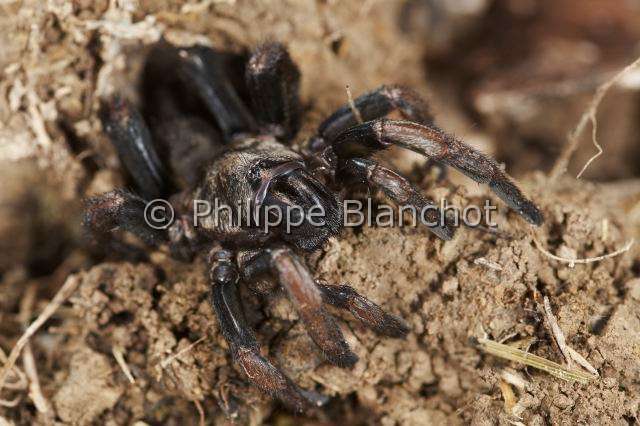 Ctenizidae_5187.JPG - France, Corse, Araneae, Mygalomorphae, Ctenizidae, Mygale fouisseuse noire (Ctenizia sauvagesi), femelle sortie de son terrier, Trapdoor spider