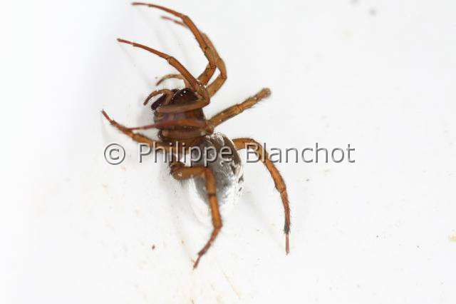 Cybaeidae_0131.JPG - France, Morbihan (56), Araneae, Argyronetidae (Cybaeidae), Araignée Argyronète (Argyroneta aquatica), femelle 12 mm, abdomen argenté, Diving bell spider or Water spider