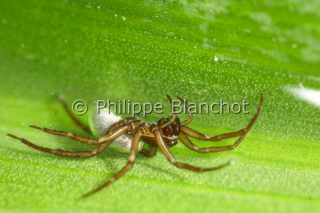 Cybaeidae_0139.JPG - France, Morbihan (56), Araneae, Argyronetidae (Cybaeidae), Araignée Argyronète (Argyroneta aquatica), femelle 12 mm, abdomen argenté, Diving bell spider or Water spider