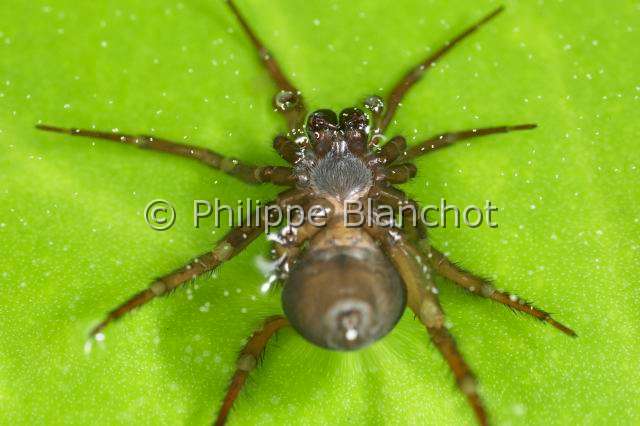 Cybaeidae_0149.JPG - France, Morbihan (56), Araneae, Argyronetidae (Cybaeidae), Araignée Argyronète (Argyroneta aquatica), femelle 12 mm, vue ventrale, Diving bell spider or Water spider