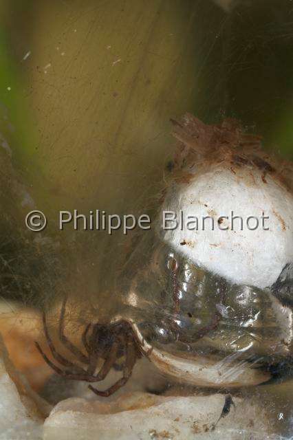 Cybaeidae_0165.JPG - France, Morbihan (56), Araneae, Argyronetidae (Cybaeidae), Argyronète (Argyroneta aquatica), femelle, 12 mm, protégeant son cocon formé dans une bulle d'air, Diving bell spider or Water spider