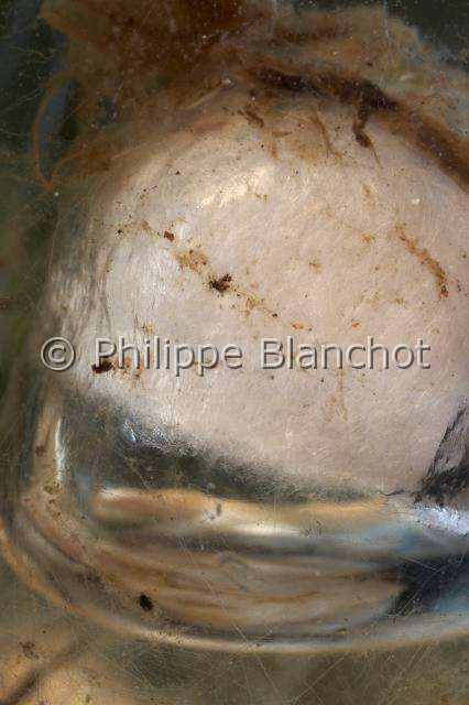 Cybaeidae_9975-3.JPG - France, Morbihan (56), Araneae, Argyronetidae (Cybaeidae), Argyronète (Argyroneta aquatica), femelle, 12 mm, cocon formé dans une bulle d'air, Diving bell spider or Water spider