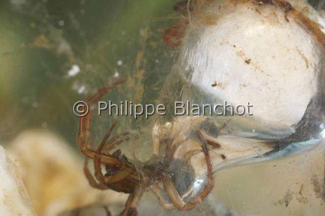 Cybaeidae_9988.JPG - France, Morbihan (56), Araneae, Argyronetidae (Cybaeidae), Argyronète (Argyroneta aquatica), femelle, 12 mm, protégeant son cocon formé dans une bulle d'air, Diving bell spider or Water spider