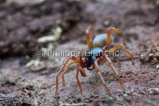 Dysderidae_3931.JPG - France, Araneae, Dysderidae, Araignée, Dysdère (Dysdera sp)