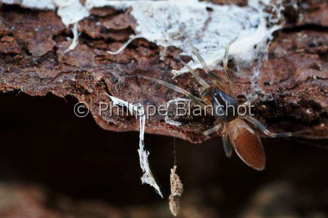 Dysderidae_3934.JPG - France, Araneae, Dysderidae, Araignée, Dysdère (Dysdera sp)