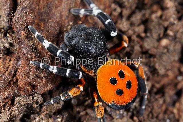 Eresidae_8607.JPG - France, Indre (36), Araneae, Eresidae, Araignée coccinelle (Eresus kollari), mâle, Ladybird Spider, in "Portraits d'araignées" de Christine Rollard et Philippe Blanchot, ed. Quae